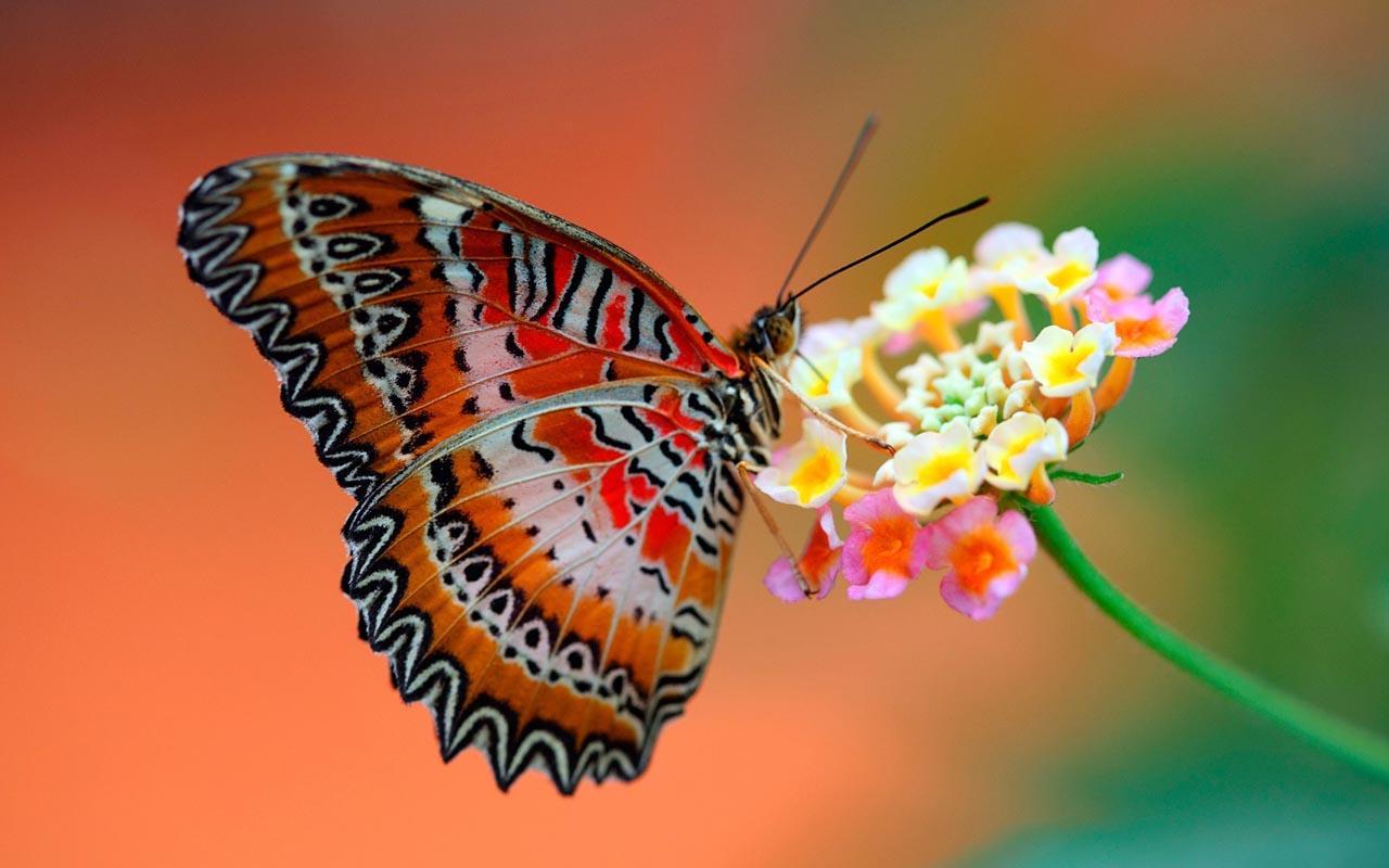 蝴蝶为什么象征死亡，因为它代表着重生（有视频）