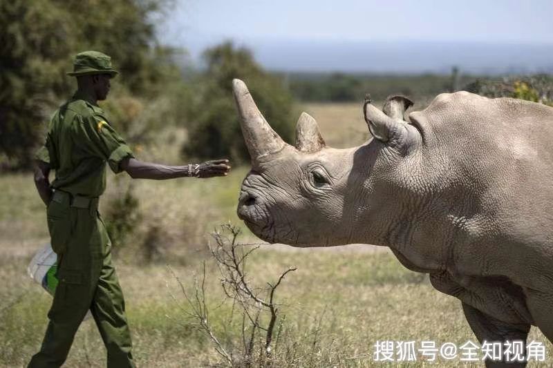 全球仅剩一只的动物，白犀牛（有视频）