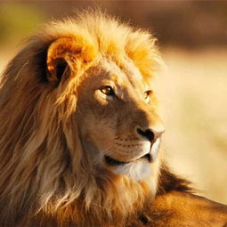 万兽之王是什么动物，老虎/狮子（有视频）