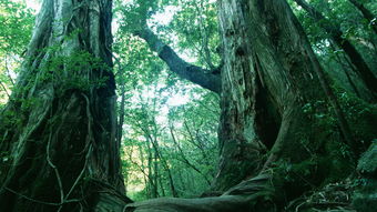 世界上最恐怖的森林，青木原树海/施瓦兹瓦尔德森林（有视频）