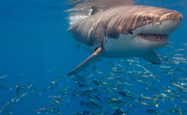 鲨鱼的天敌是谁，虎鲸体型智商攻击力完胜鲨鱼