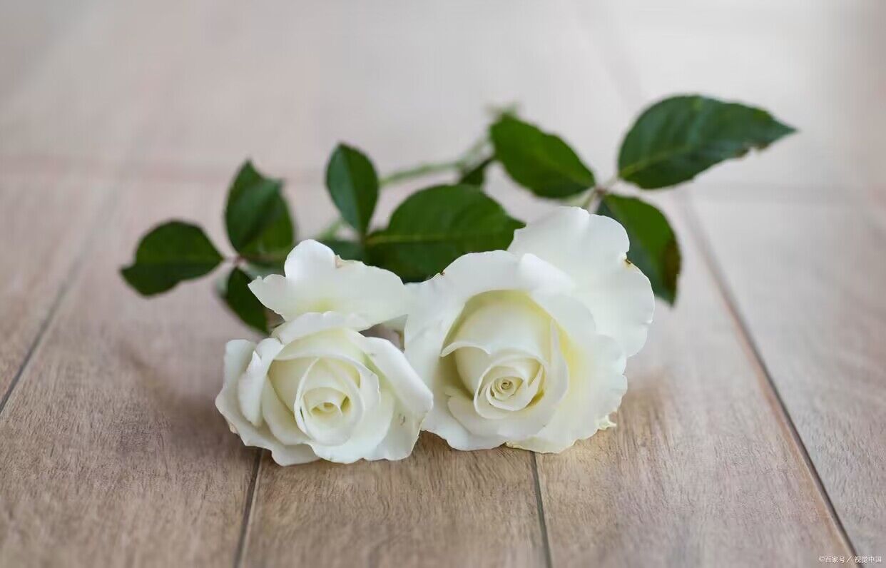 玫瑰花的寓意和花语，带你了解三种玫瑰花的寓意（有视频）